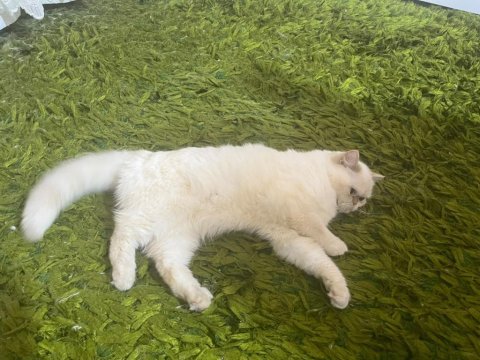 Mavi gözlü iran kedisi