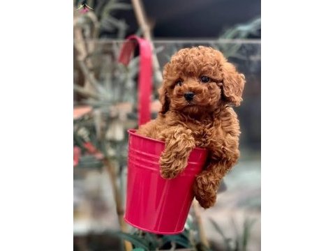 Irkının en iyisi red brown toy yavrular