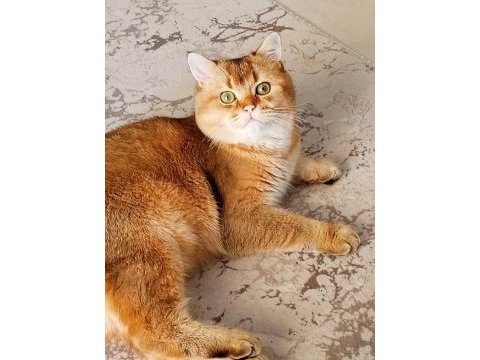 Golden british shorthair kedisi