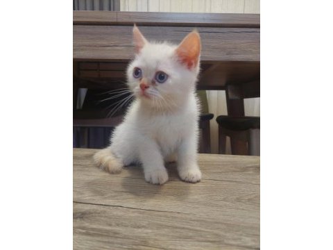 British shorthair 2 aylık erkek yavru