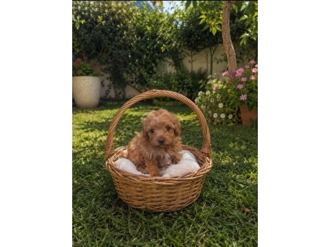 Muhteşem maltipoo minikler