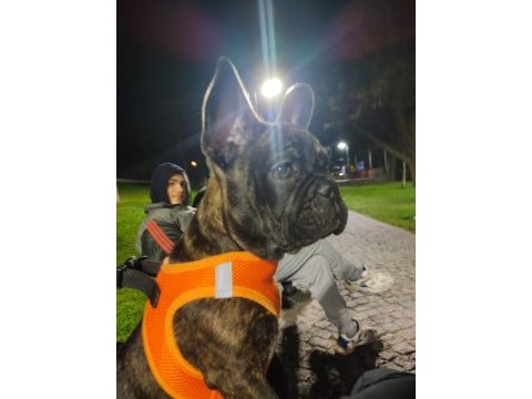 French bulldog köpeğimiz zed için yuva arıyoruz