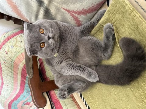 Pasha için gelin arıyoruz scottish fold