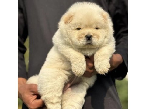 Kartopu gibi panda yavruları chow chowlar