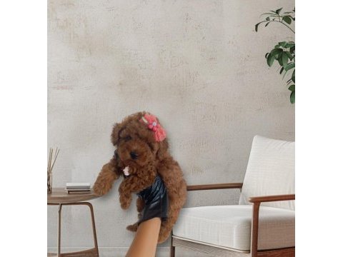 Büyümeyecek gerçek toy poodle