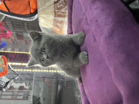 British shorthair scottish fold yavrular