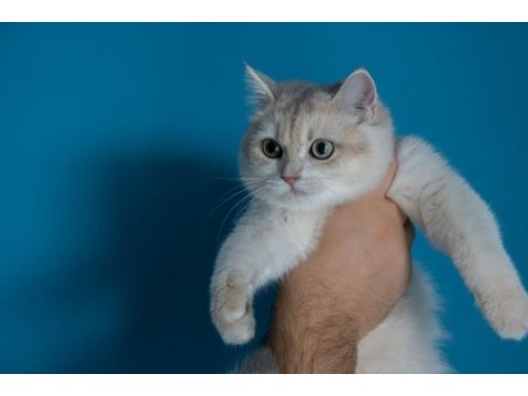 British shorthair golden dişi kedim
