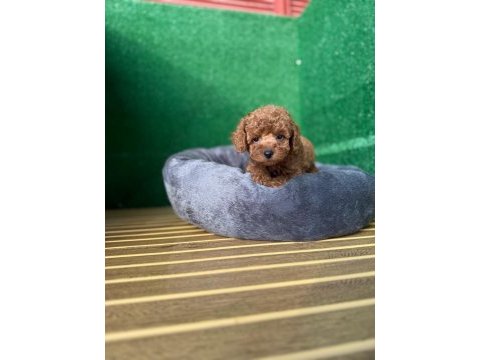 Toy poodle yavruları