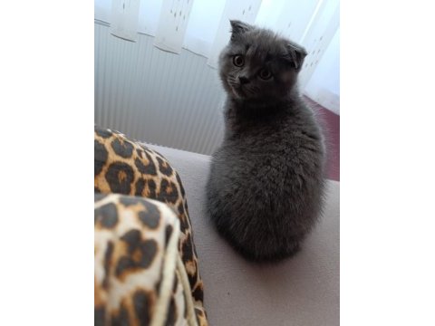 Kaliteli scottish fold yavru bi bakin yaaa