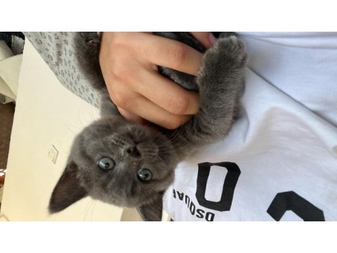 Yavru british shorthair sahiplendirme (izmir)