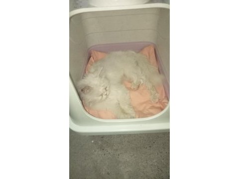 Sokata buldu ama şu an gayet iyi durumda tatlı bir kedi