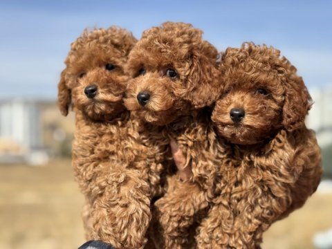 Petmode köpek çiftliğenden toy poodle yavrular