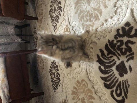 British longhair