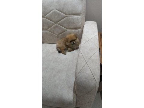 Pomeranian boo yavrumuz teslime hazır