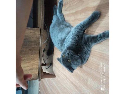 Scottish fold kedimizi sahiplendirme