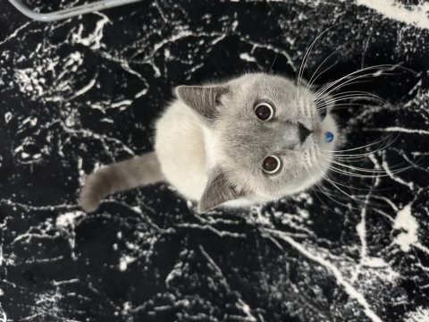 British shorthair erkek 1 yaşında