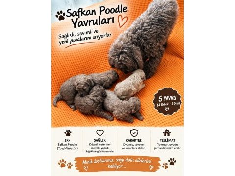 Toy poodle 3 dişi 2 erkek sağlık boy kilo garantili