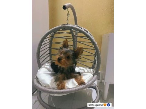 Erkek safkan teacup bebek yorkshire terrier