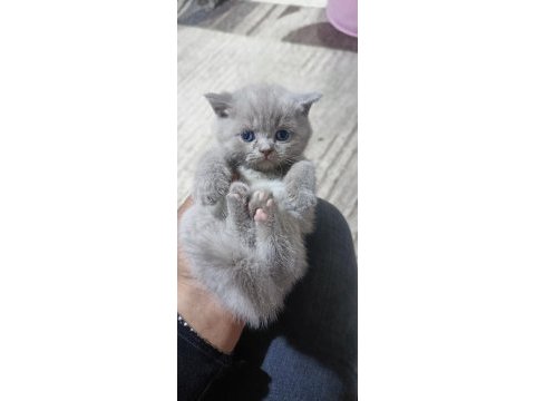 British longhair kediler 2 aylıklar