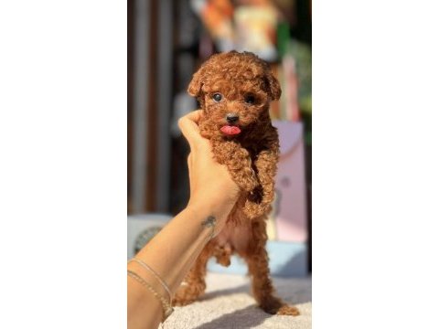 Orjinal ırk garantili toy poodle ve kore poodle