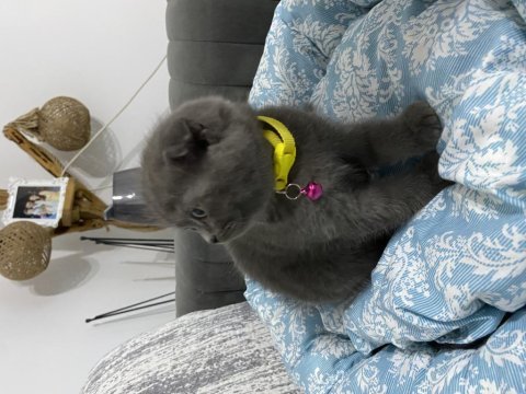 British shorthair kedi
