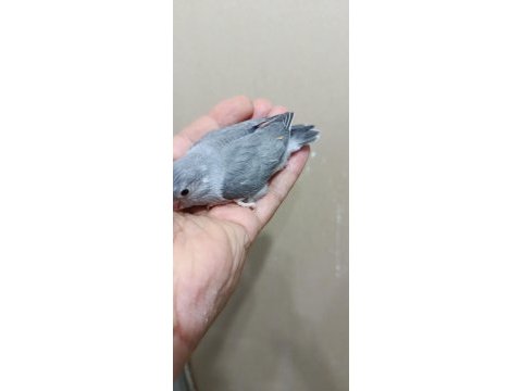 Siyah erkek forpus papağanı