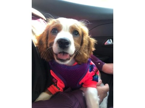 Cavalier king charles