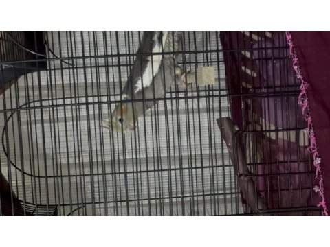 Grey yavru erkek sultan papağanı