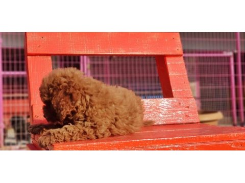 Poodle en özel yavrular