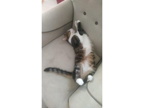 Ücretsiz sahiplendirme sosyal kediler