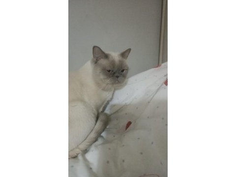 Ücretsiz sahiplendirilecek kedimiz