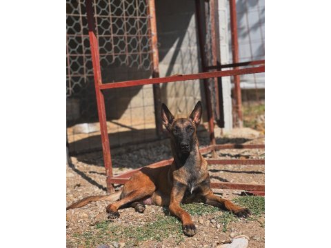 Belçika malinois 3 dişi