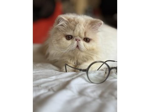 Erkek exotic longhair lütfen arayarak bilgi alın