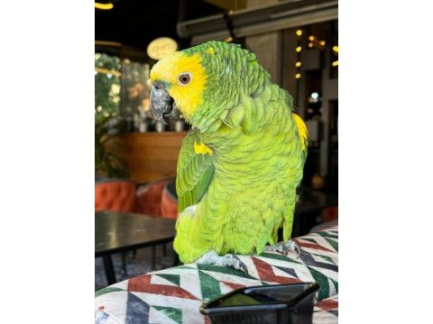 Evcil konuşan blue front california amazon papağanı