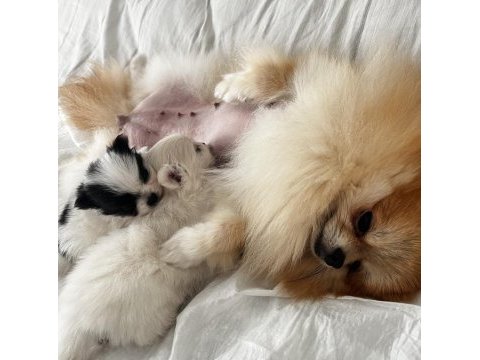 2 yaşında annelik tecrübeli pomeranian boo