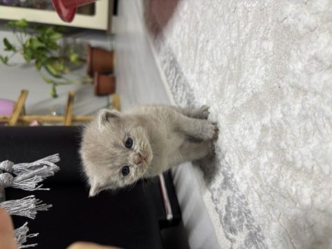 Tatlı dişi kedimiz 25 günlük british shorthair