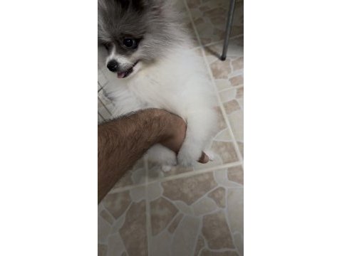 Merle pomeranian boo aşıları tam pasaportlu
