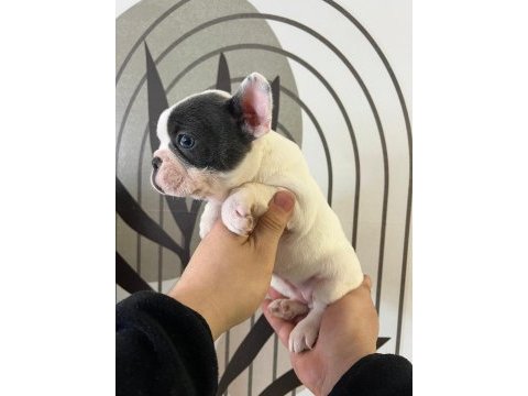 A kalite exotik french bulldog yavrular