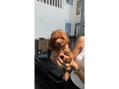45 günlük erkek toy poodle