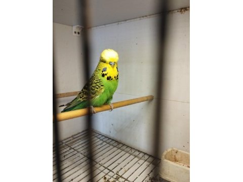 Show jumbolar ve jumbo kırığı kuşlar ve yavrular