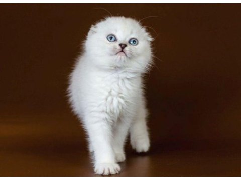 Eğitimi tamamlanmış, hemen teslim scottish fold bebek