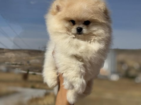 Petmode köpek çiftliğinden teddy face pomeranian