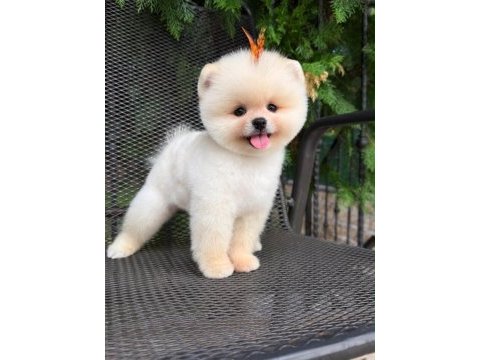 Irk ve sağlık garantili pomeranian boo bebekler