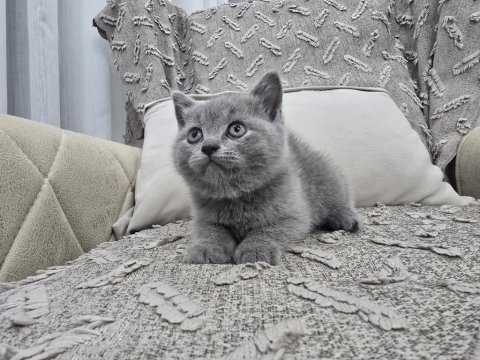 Gri british shorthair erkek yavru