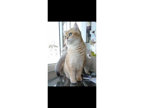 3 yaşında british shorthair şecereli dünya güzeli dişi