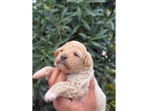 Maltıpoo mınık sekerler