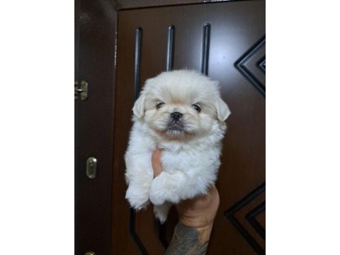 Pekinez köpeğimizi sahiplendirme