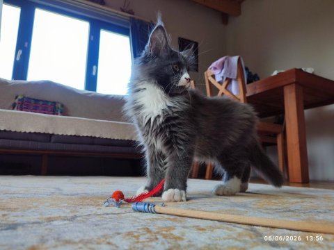 3 aylık yavru dev maine coon pasaport çip şecere
