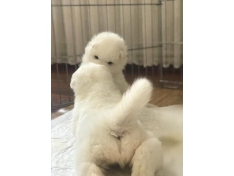 Şampiyon samoyed yavruları