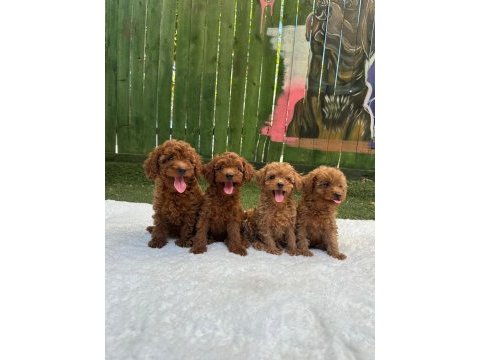 Ruhsatlı poodle evinden erkek dişi yavrularımız 